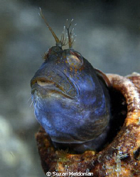 Holding your breath until you turn blue? eh?? Well, it se... by Suzan Meldonian 